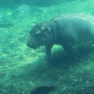 Jul. 2017 - Video of Fiona