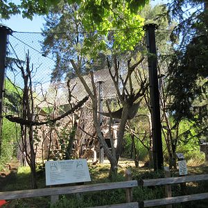Coquerel's Sifaka Exhibit