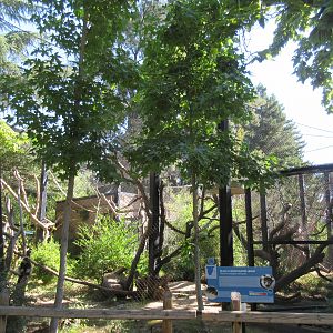 Black-and-White Ruffed Lemur Exhibit