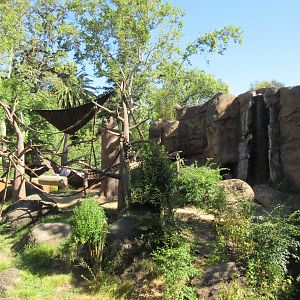 Sumatran Orangutan Exhibit
