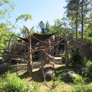 Sumatran Orangutan Exhibit