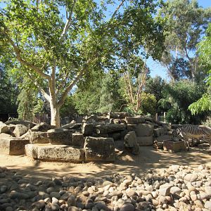 Grevy's Zebra Exhibit