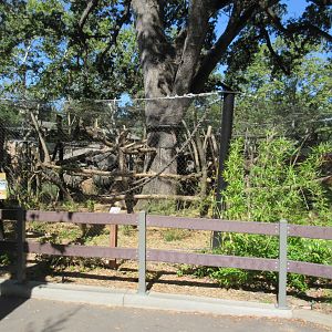 Small Wonders (New in 2014) - Wolf's Guenon Exhibit