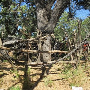 Small Wonders (New in 2014) - Wolf's Guenon Exhibit