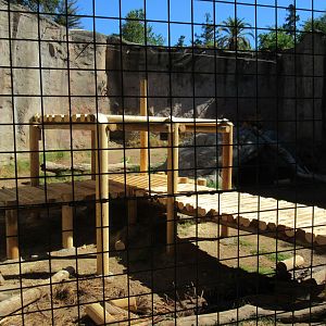 African Lion Exhibit (far too small!)