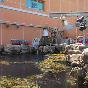 Kelp Forest Tank - Surface View (pump up)