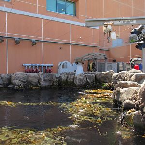 Kelp Forest Tank - Surface View (pump down)