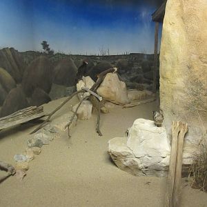 Greater Roadrunner/Turkey Vulture Exhibit