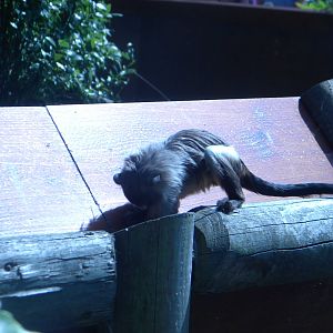 Black-tailed Marmoset