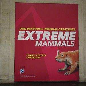 Extreme Mammals - Huge Poster