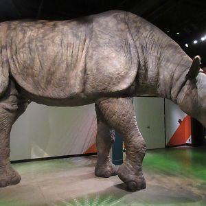 Extreme Mammals - Life-Size Indricotherium