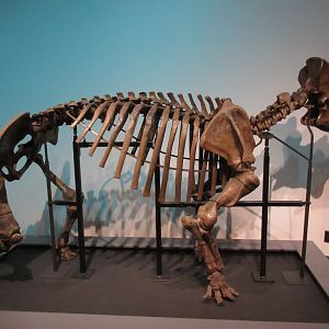 Extreme Mammals - Uintatherium robustum