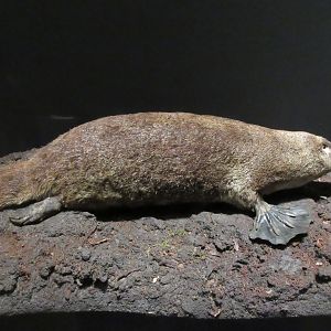Extreme Mammals - Platypus