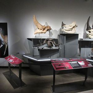 Extreme Mammals - Horns!