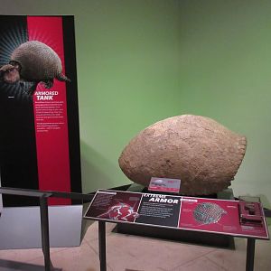 Extreme Mammals - Glyptodont