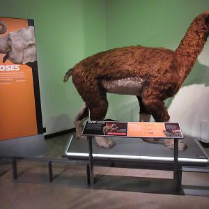 Extreme Mammals - Macrauchenia patagonica