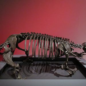 Extreme Mammals - Giant Sloth