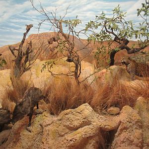 North American Mammal Hall