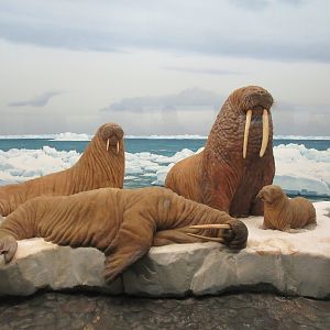 North American Mammal Hall