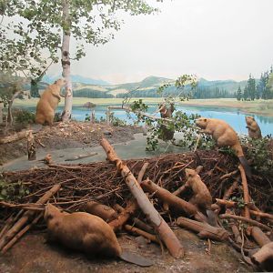 North American Mammal Hall
