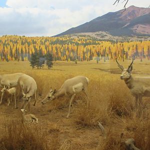 North American Mammal Hall