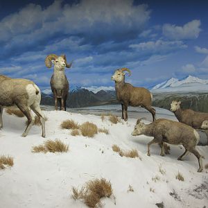 North American Mammal Hall