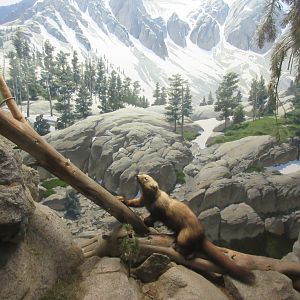North American Mammal Hall
