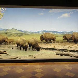 North American Mammal Hall