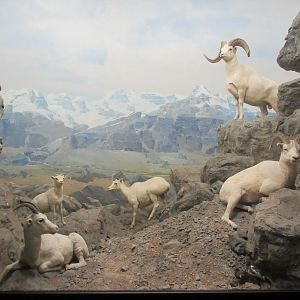 North American Mammal Hall