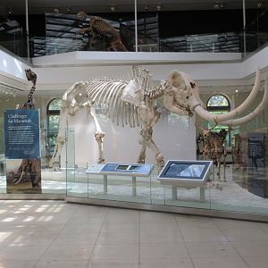 Mammoth Skeleton