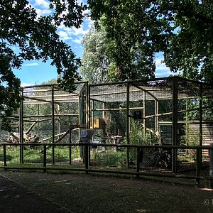 Jungle cat (exhibit) : WHF Big Cat Sanctuary : 21 Jul 2017