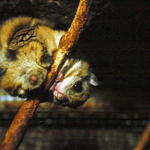 Ueno zoo, nocturnal house