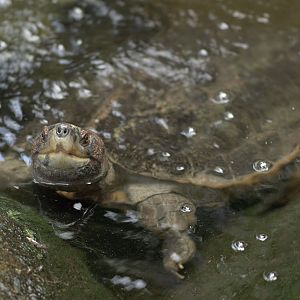 Asian brown tortoise