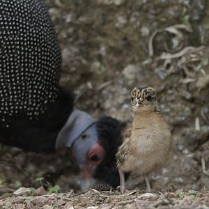 Kenya crested guineafowl chick