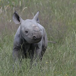 Black rhino infant