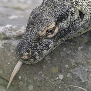 Komodo dragon female