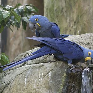 Hyacinthine macaw pair