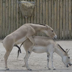 Another case for Holmes