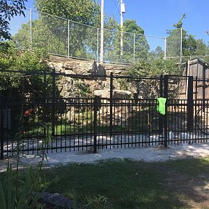 Arctic Fox Exhibit