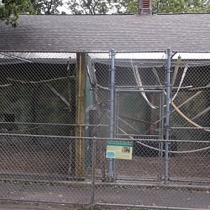 Mexican Spider monkey