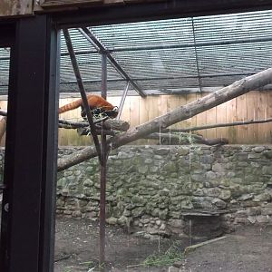 Red Panda