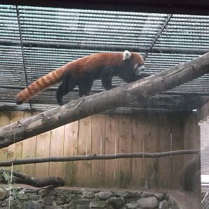 Red Panda