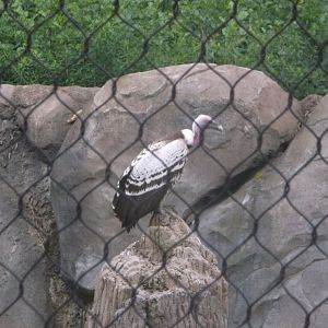Ruppell's Griffon Vulture