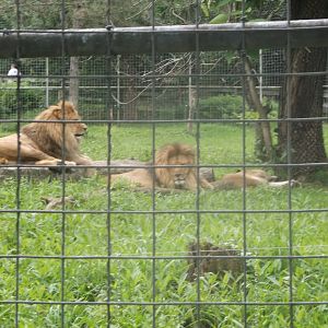 Lions
