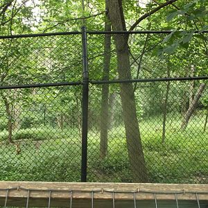 Mexican Wolf enclosure
