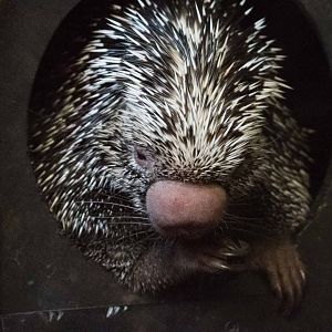 Prehensile-Tailed Porcupine
