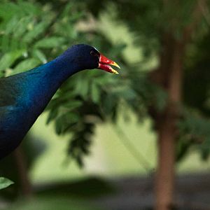 Purple Gallinule