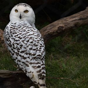 Snowy Owl