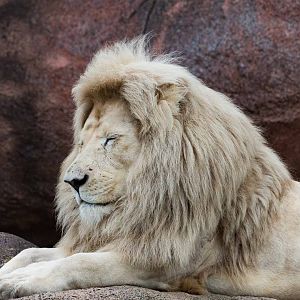 White Lion