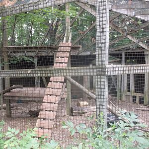 Canada lynx enclosure